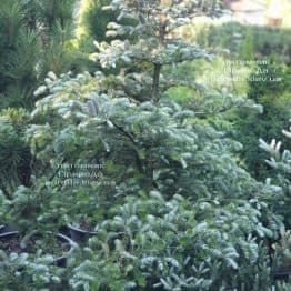 Ялиця корейська Сілберлок (Abies koreana Silberlocke) ФОТО Розплідник рослин Природа (25)