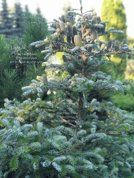 Пихта корейская Силберлок (Abies koreana Silberlocke) ФОТО Питомник растений Природа (26)