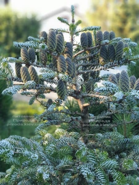 Ялиця корейська Сілберлок (Abies koreana Silberlocke) ФОТО Розплідник рослин Природа (27)