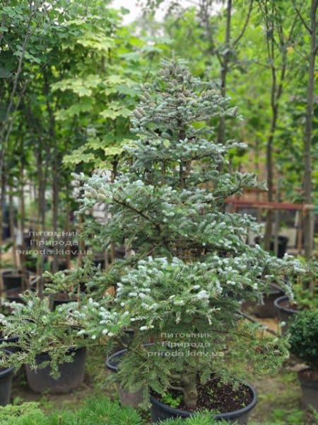 Ялиця корейська Сілберлок (Abies koreana Silberlocke) ФОТО Розплідник рослин Природа (28)