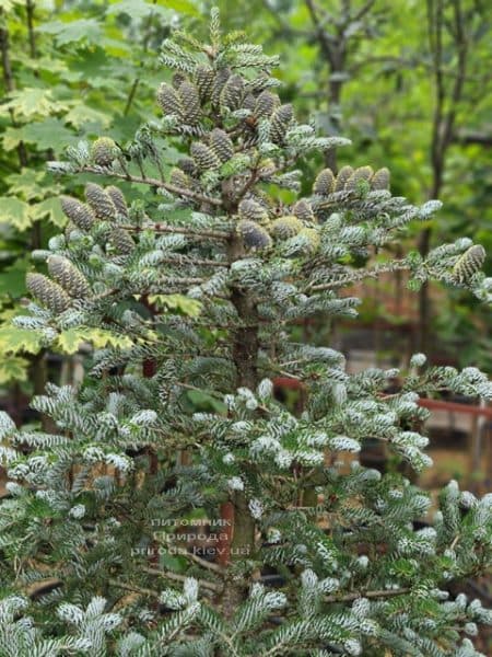 Пихта корейская Силберлок (Abies koreana Silberlocke) ФОТО Питомник растений Природа (29)