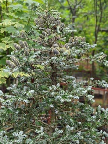 Ялиця корейська Сілберлок (Abies koreana Silberlocke) ФОТО Розплідник рослин Природа (29)