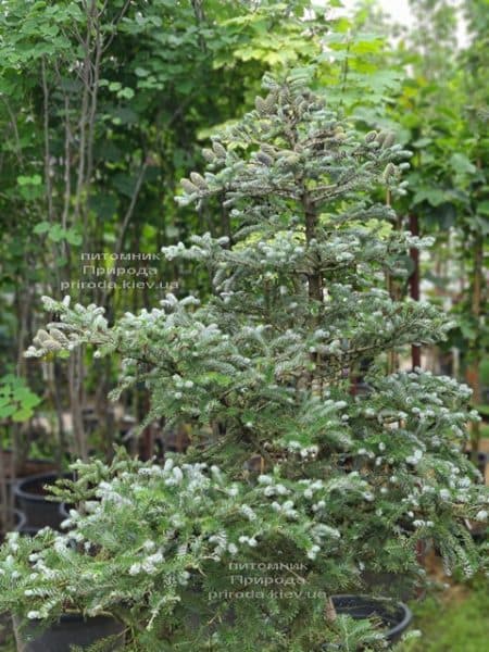 Ялиця корейська Сілберлок (Abies koreana Silberlocke) ФОТО Розплідник рослин Природа (32)