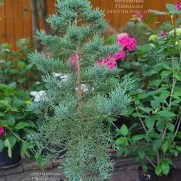 Секвойядендрон гиганский (Sequoiadendron giganteum) ФОТО Питомник растений Природа (1)