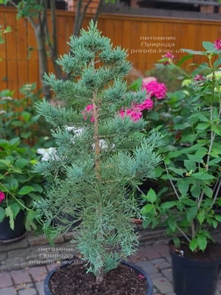 Секвойядендрон гігантського (Sequoiadendron giganteum) ФОТО Розплідник рослин Природа (1)