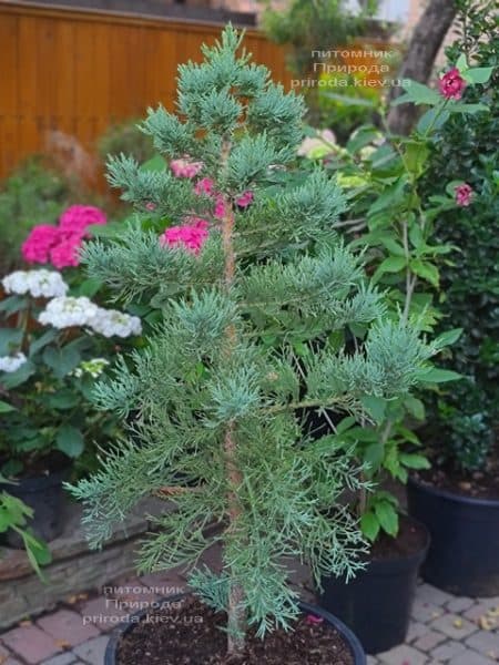 Секвойядендрон гиганский (Sequoiadendron giganteum) ФОТО Питомник растений Природа (2)