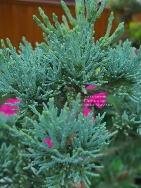 Секвойядендрон гігантського (Sequoiadendron giganteum) ФОТО Розплідник рослин Природа (3)