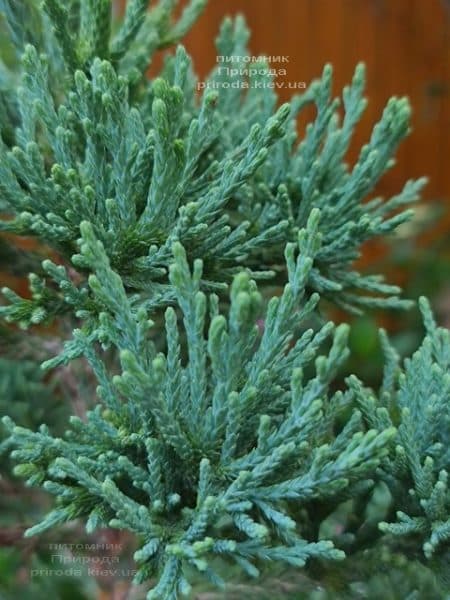 Секвойядендрон гиганский (Sequoiadendron giganteum) ФОТО Питомник растений Природа (4)