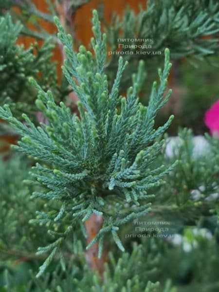 Секвойядендрон гиганский (Sequoiadendron giganteum) ФОТО Питомник растений Природа (5))