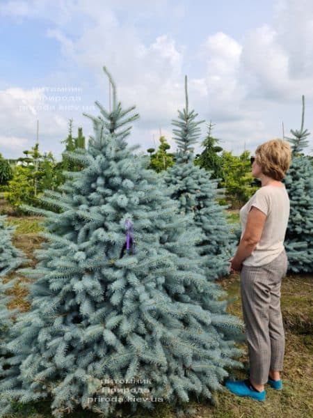 Ялина блакитна Блю Диамонд (Picea pungens Blue Diamond) ФОТО Розплідник рослин Природа (31)