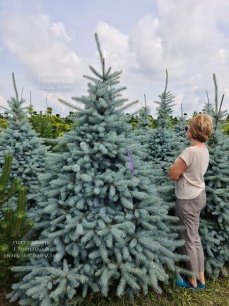 Ялина блакитна Блю Диамонд (Picea pungens Blue Diamond) ФОТО Розплідник рослин Природа (32)