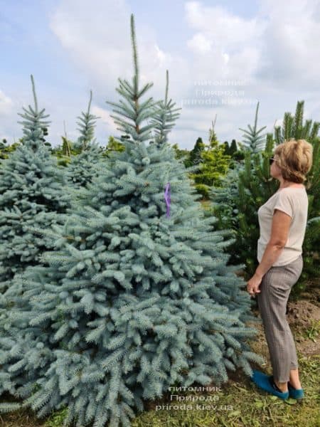 Ель голубая Блю Диамонд (Picea pungens Blue Diamond) ФОТО Питомник растений Природа (33)