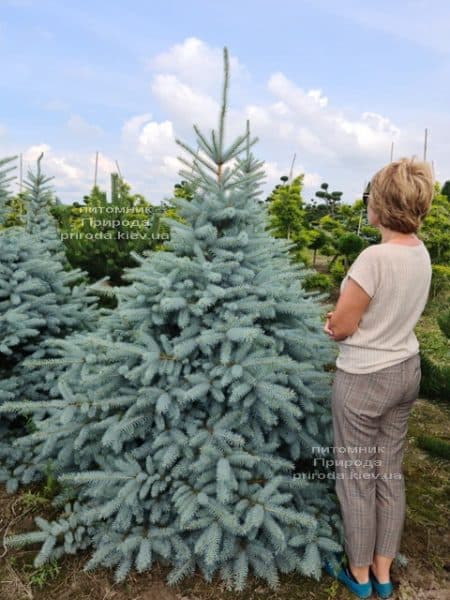 Ялина блакитна Блю Диамонд (Picea pungens Blue Diamond) ФОТО Розплідник рослин Природа (34)