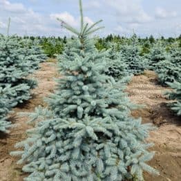 Ель голубая Блю Диамонд (Picea pungens Blue Diamond) ФОТО Питомник растений Природа(35)