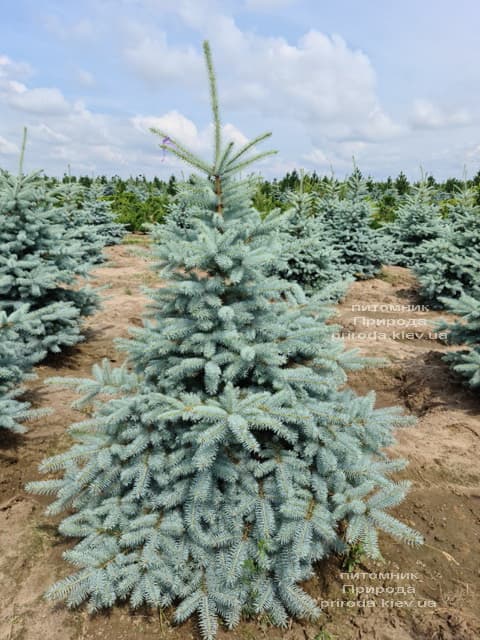 Ялина блакитна Блю Диамонд (Picea pungens Blue Diamond) ФОТО Розплідник рослин Природа (35)