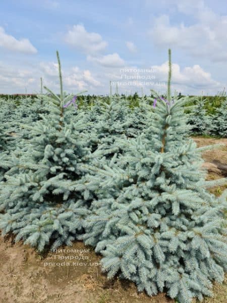 Ель голубая Блю Диамонд (Picea pungens Blue Diamond) ФОТО Питомник растений Природа (36)