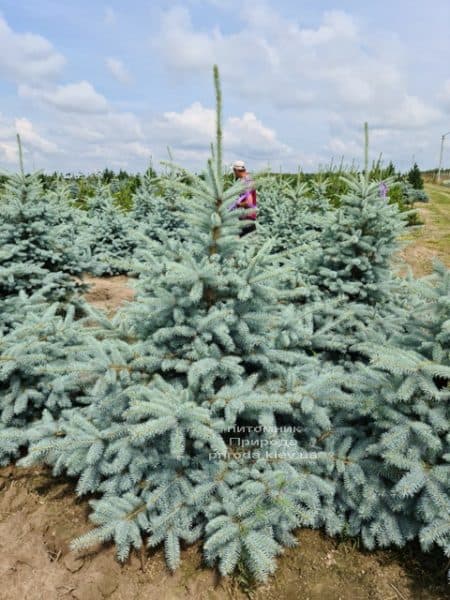 Ель голубая Блю Диамонд (Picea pungens Blue Diamond) ФОТО Питомник растений Природа (37)