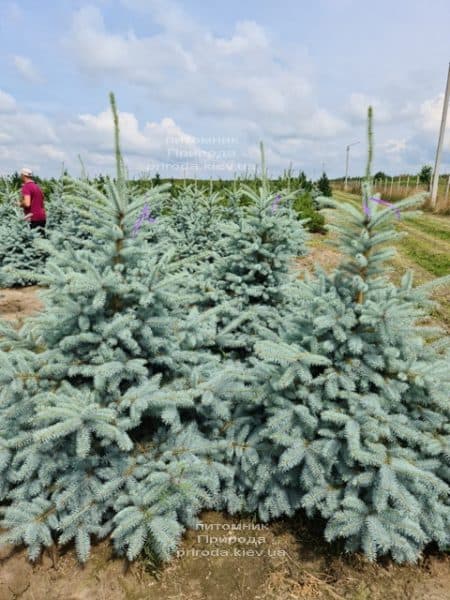 Ель голубая Блю Диамонд (Picea pungens Blue Diamond) ФОТО Питомник растений Природа (38)