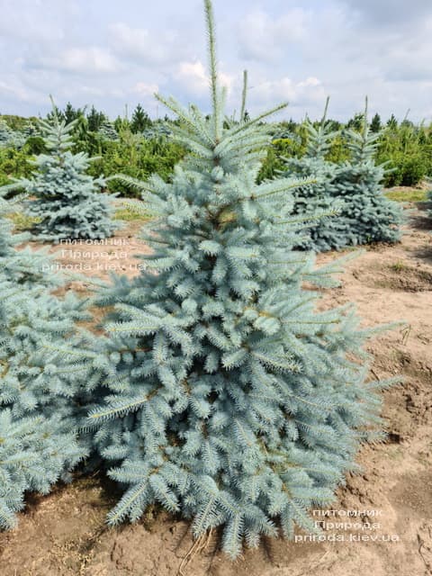 Ялина блакитна Блю Диамонд (Picea pungens Blue Diamond) ФОТО Розплідник рослин Природа (39)
