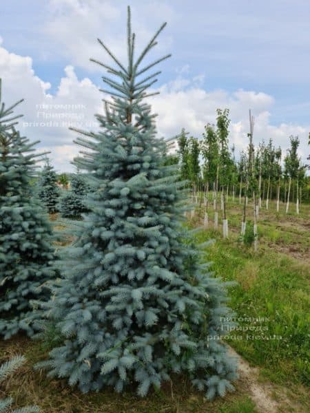 Ялина блакитна Блю Диамонд (Picea pungens Blue Diamond) ФОТО Розплідник рослин Природа (40)