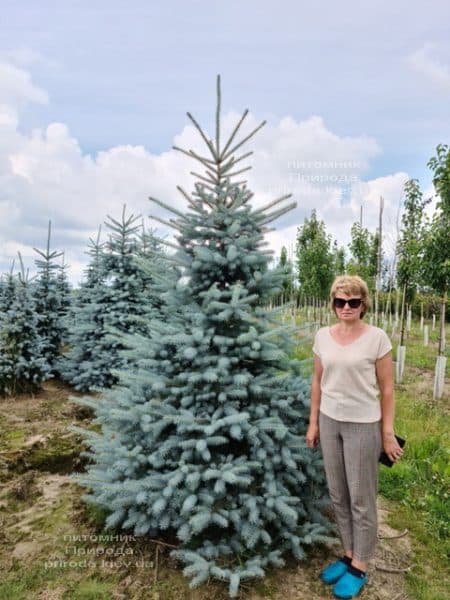 Ель голубая Блю Диамонд (Picea pungens Blue Diamond) ФОТО Питомник растений Природа (41)