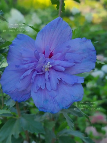 Гібіскус сірійський Блю Шифон (Hibiscus syriacus Blue Chiffon) ФОТО Розплідник рослин Природа (1)