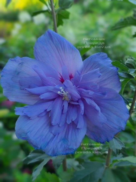 Гибискус сирийский Блю Шифон (Hibiscus syriacus Blue Chiffon) ФОТО Питомник растений Природа (2)