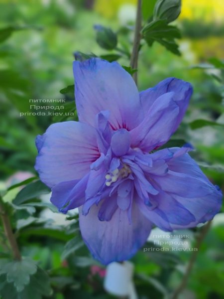 Гібіскус сірійський Блю Шифон (Hibiscus syriacus Blue Chiffon) ФОТО Розплідник рослин Природа (3)