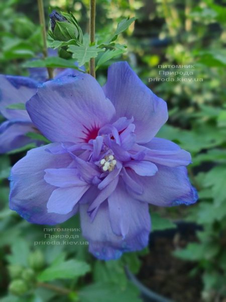 Гібіскус сірійський Блю Шифон (Hibiscus syriacus Blue Chiffon) ФОТО Розплідник рослин Природа (4)