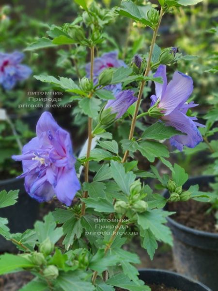 Гібіскус сірійський Блю Шифон (Hibiscus syriacus Blue Chiffon) ФОТО Розплідник рослин Природа (6)