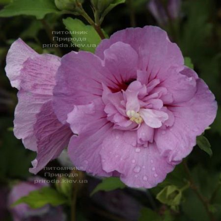 Гібіскус сирійський Лавендер Шифон (Hibiscus syriacus Lavender Chiffon) ФОТО Розплідник рослин Природа (1)