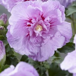 Гібіскус сирійський Лавендер Шифон (Hibiscus syriacus Lavender Chiffon) ФОТО Розплідник рослин Природа (2)