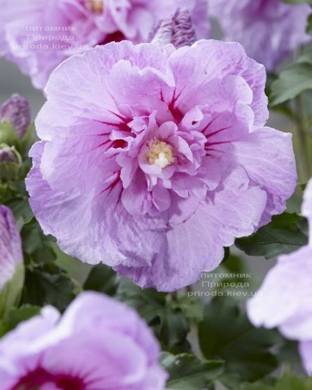 Гибискус сирийский Лавендер Шифон (Hibiscus syriacus Lavender Chiffon) ФОТО Питомник растений Природа (2)