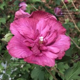 Гібіскус сирійський Маджента Шифон (Hibiscus syriacus Magenta Chiffon) ФОТО Розсадник рослин Природа (3)