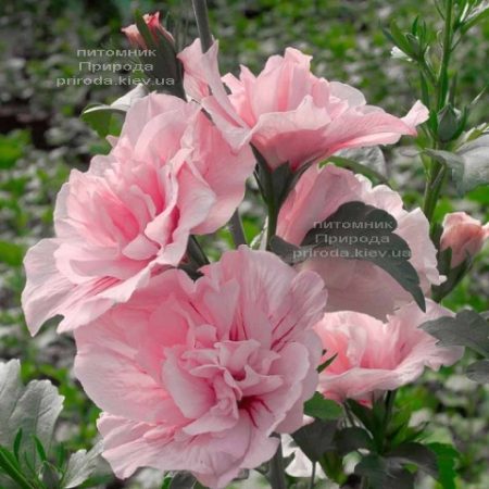 Гібіскус сірійський Пінк Шифон (Hibiscus syriacus Pink Chiffon) ФОТО Розплідник рослин Природа (1)