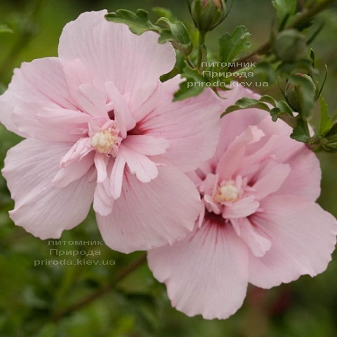 Гібіскус сірійський Пінк Шифон (Hibiscus syriacus Pink Chiffon) ФОТО Розплідник рослин Природа (2)