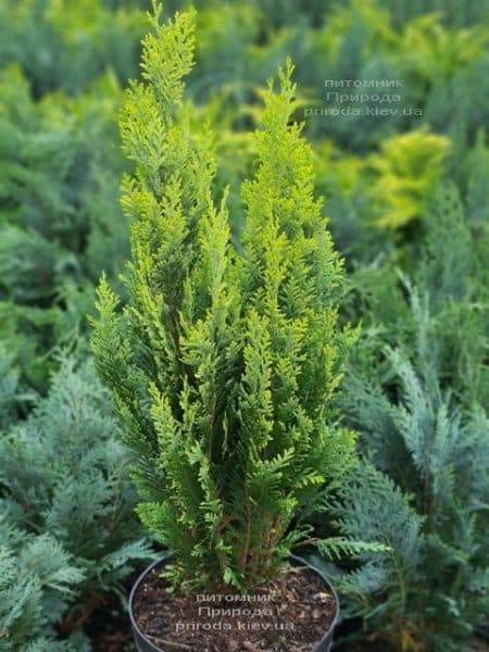 Кипарисовик Лавсона Алюмиголд (Chamaecyparis lawsoniana Alumigold) ФОТО Питомник растений Природа (7)