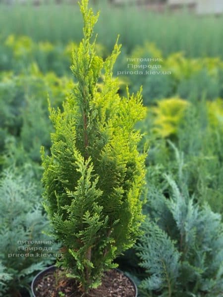 Кипарисовик Лавсона Алюмиголд (Chamaecyparis lawsoniana Alumigold) ФОТО Питомник растений Природа (8)