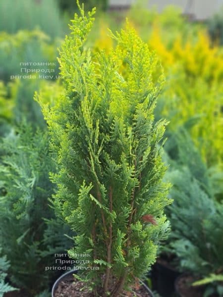 Кипарисовик Лавсона Алюмиголд (Chamaecyparis lawsoniana Alumigold) ФОТО Питомник растений Природа (9)