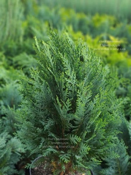 Кипарисовик Лавсона Вайт Спот (Chamaecyparis lawsoniana White Spot) ФОТО Розплідник рослин Природа (7)