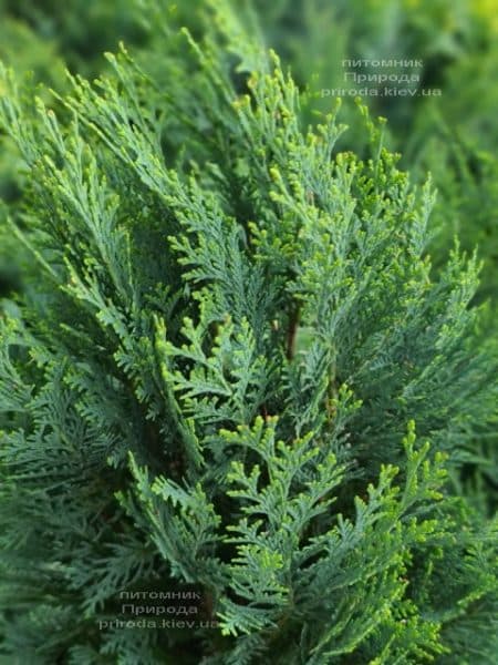 Кипарисовик Лавсона Вайт Спот (Chamaecyparis lawsoniana White Spot) ФОТО Питомник растений Природа (8)