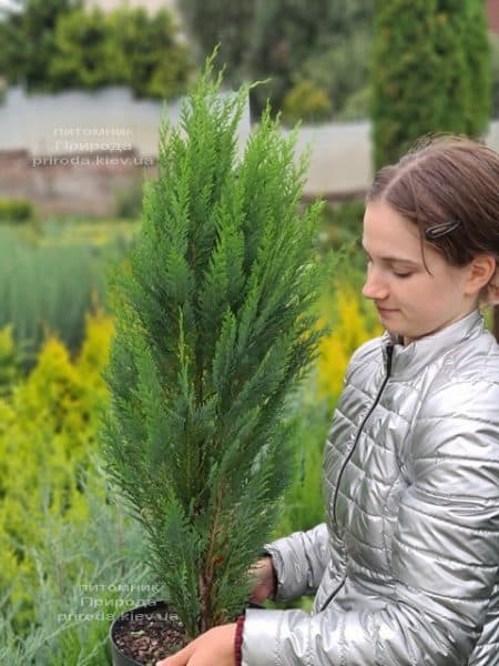 Кипарисовик Лавсона Витцелиана (Chamaecyparis lawsoniana Witzeliana) ФОТО Питомник растений Природа (3)