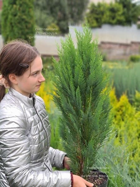 Кіпарисовик Лавсона Вітцеліана (Chamaecyparis lawsoniana Witzeliana) ФОТО Розплідник рослин Природа (4)