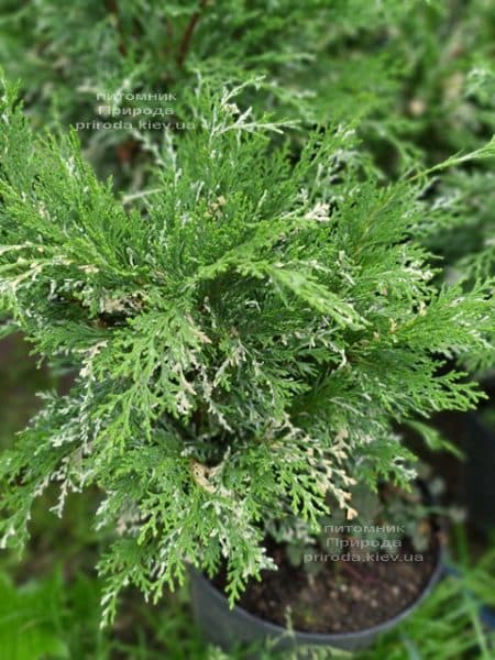 Кипарисовик нутканский Вариегата (Chamaecyparis nootkatensis Variegata) ФОТО Питомник растений Природа (7)