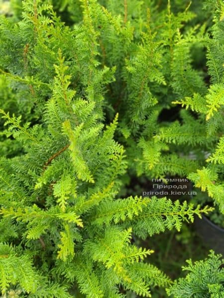 Кипарисовик тупой Дилатуш (Chamaecyparis obtusa Dilatush) ФОТО Питомник растений Природа (5)