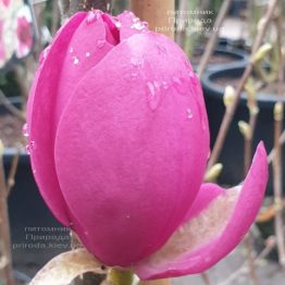 Магнолія Афродіта (Magnolia Aphrodite) ФОТО Розплідник рослин Природа (1)