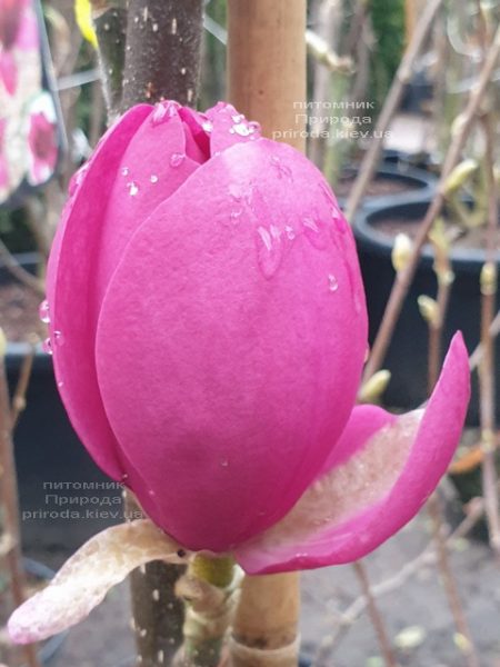 Магнолия Афродита (Magnolia Aphrodite) ФОТО Питомник растений Природа (1)