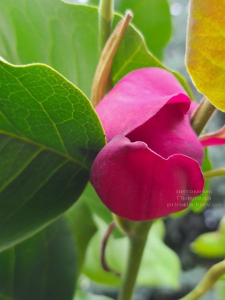 Магнолія Афродіта (Magnolia Aphrodite) ФОТО Розплідник рослин Природа (10)