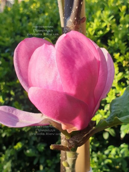 Магнолия Афродита (Magnolia Aphrodite) ФОТО Питомник растений Природа (2)