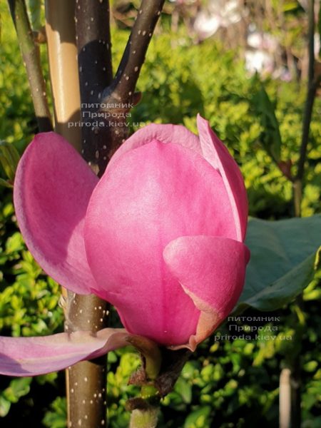 Магнолія Афродіта (Magnolia Aphrodite) ФОТО Розплідник рослин Природа (3)